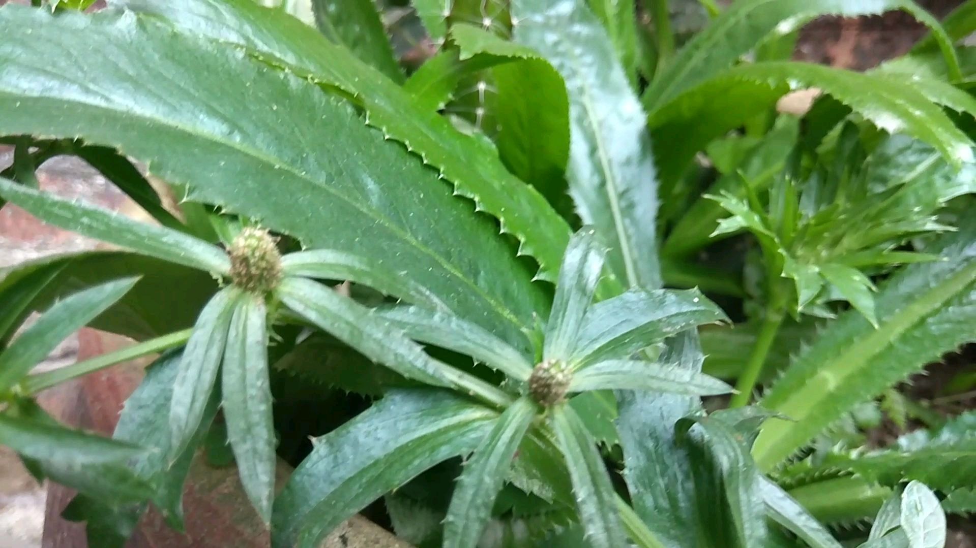 大缸种的香菜,叶子很绿特别的嫩,很香