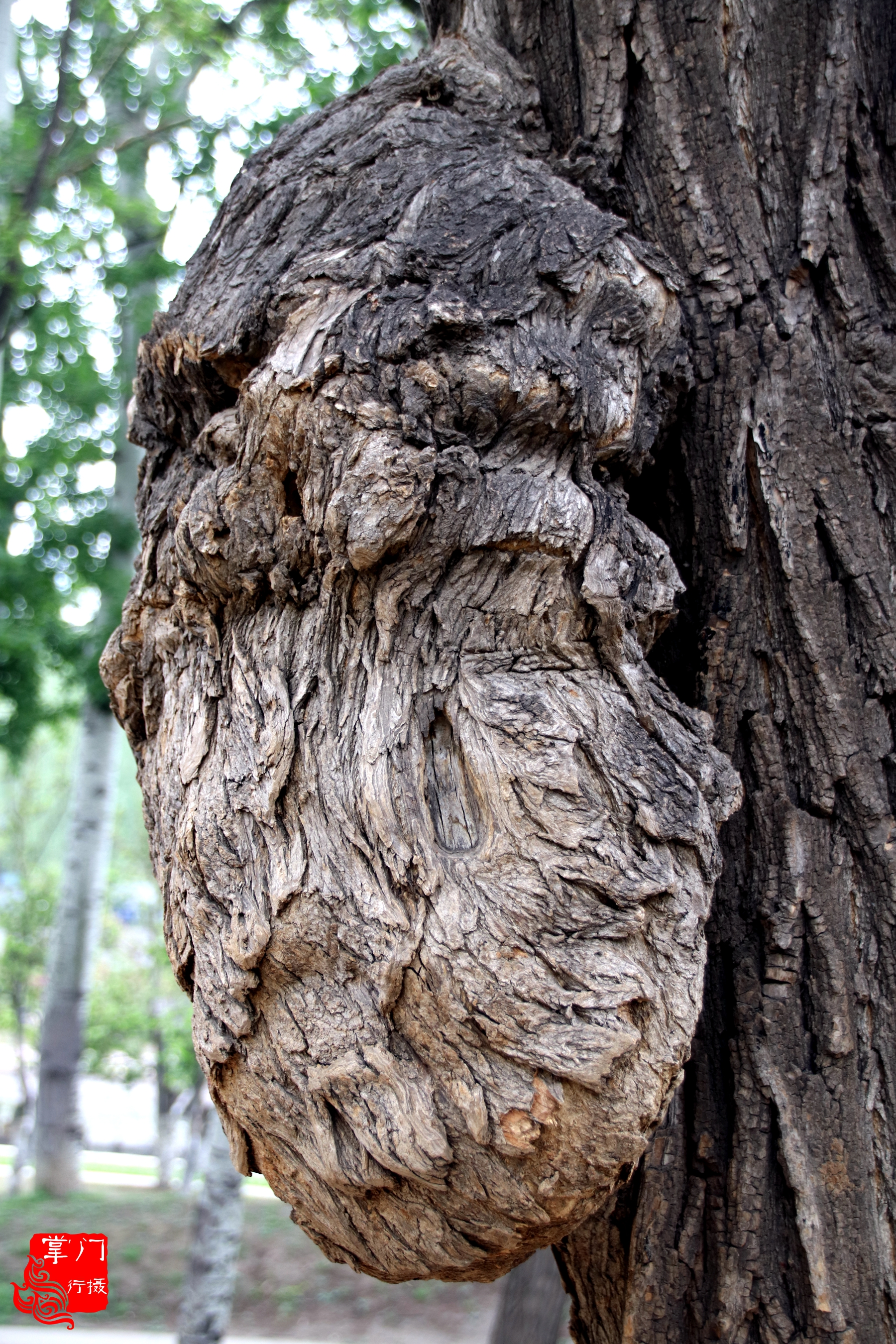 树疙瘩价格 - 2020年最新商品信息聚合专区 - 百度爱采购