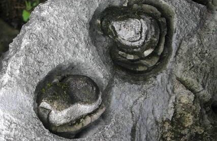 广西深山现"石头开花"奇观,网友觉得不可思议,专业人士有话说