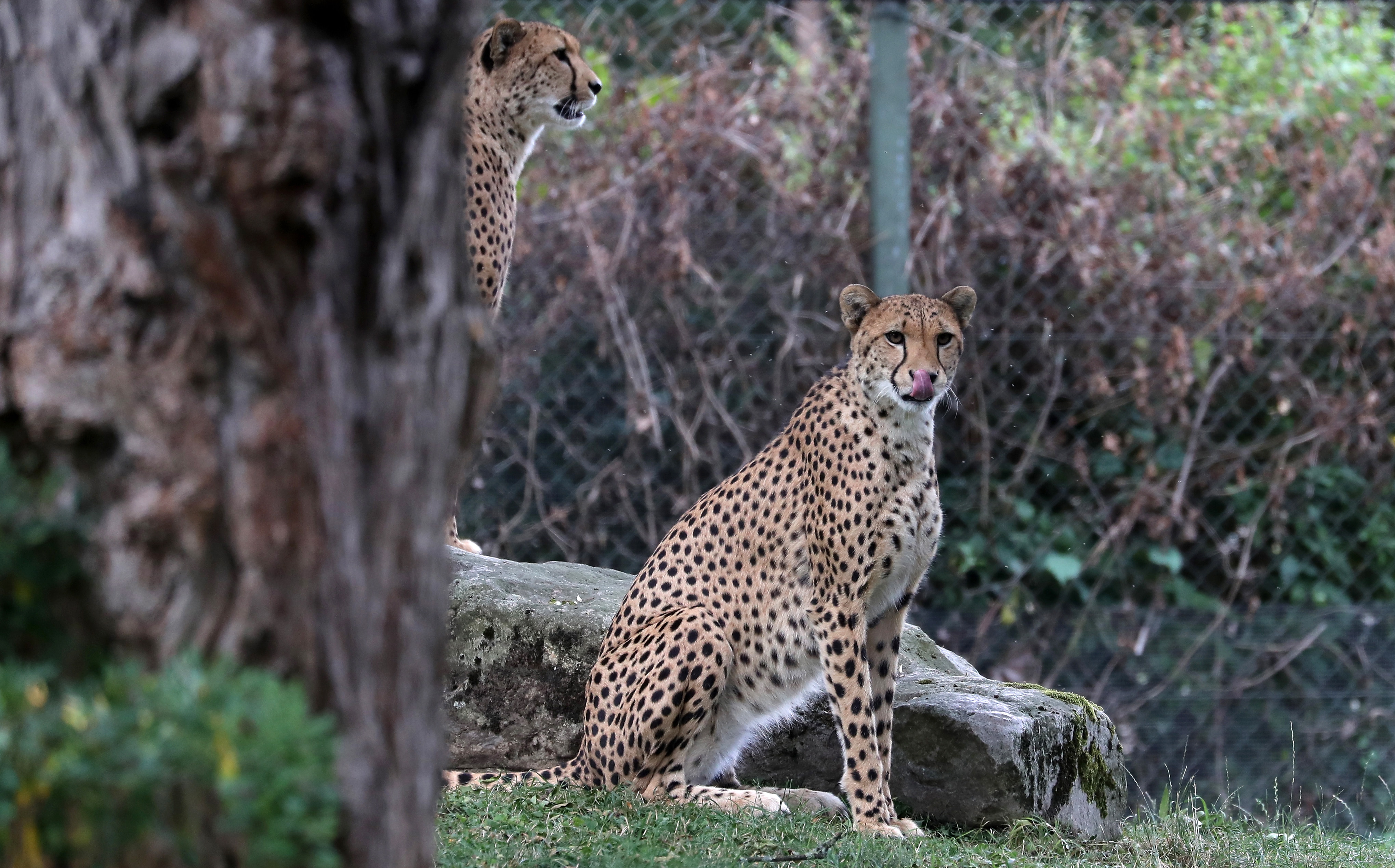 科隆动物园的猎豹(2)