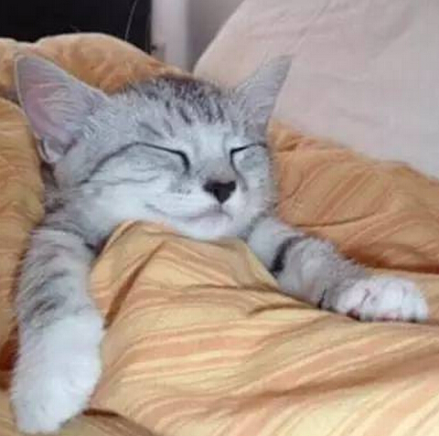 懒床的猫咪们,冬天就是不愿意起来,网友:让它多睡会吧!