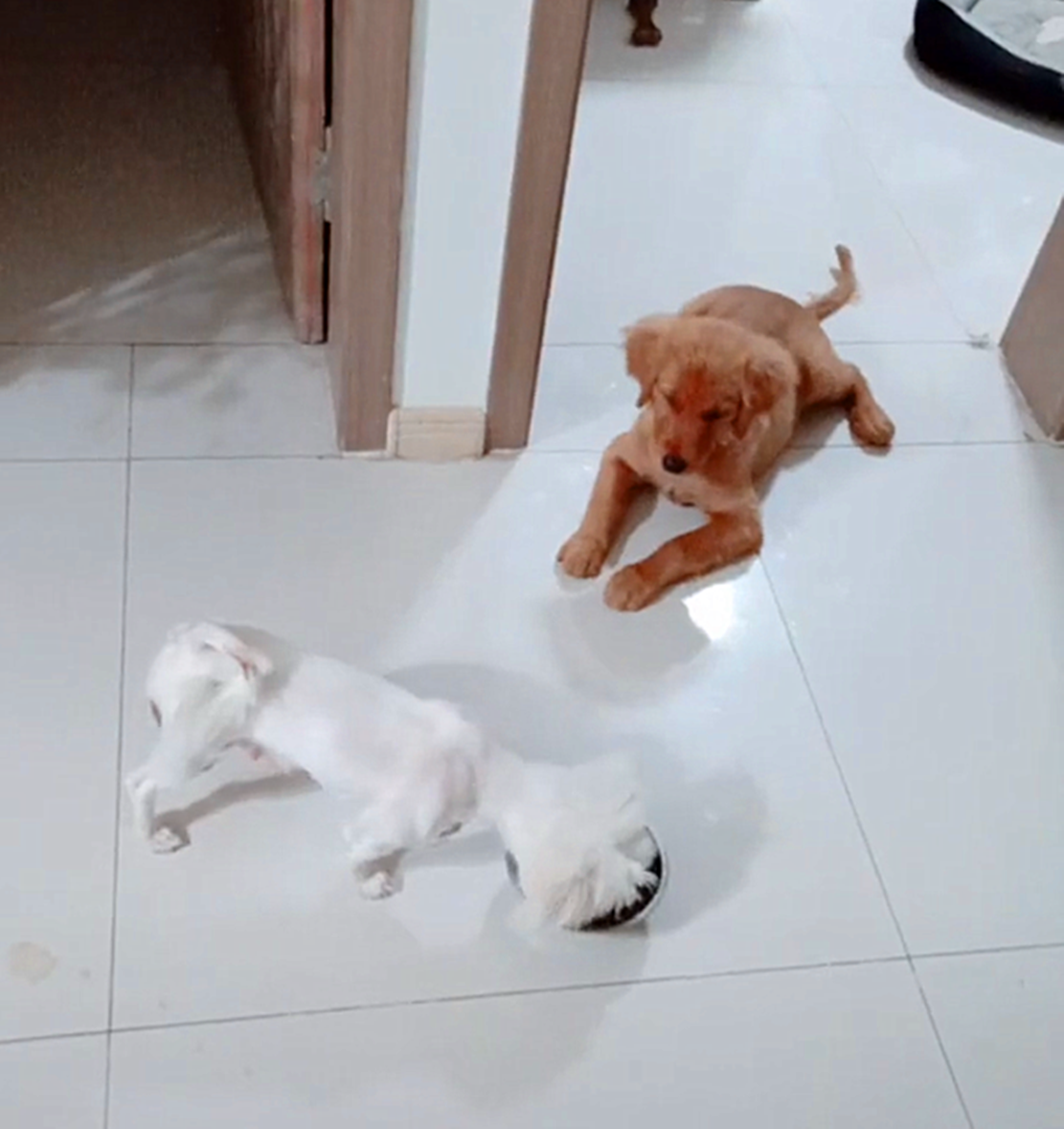 金毛偷偷钻进比熊的狗笼,比熊开启关门打狗模式,金毛都要哭了