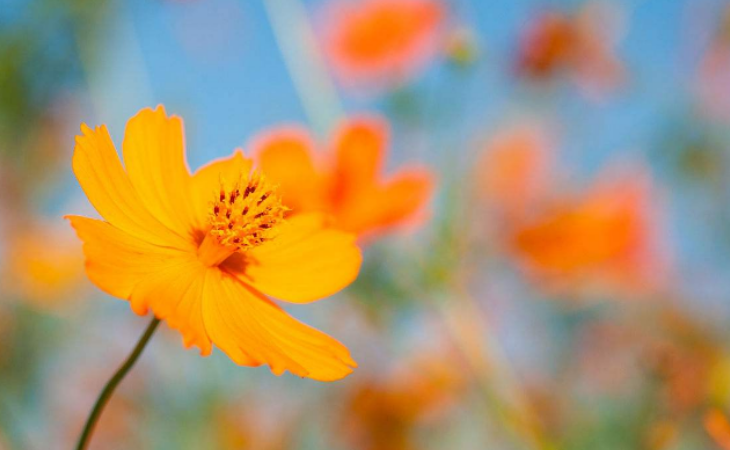 硫华菊,颜色鲜艳的外国花,在国内也可以养殖!