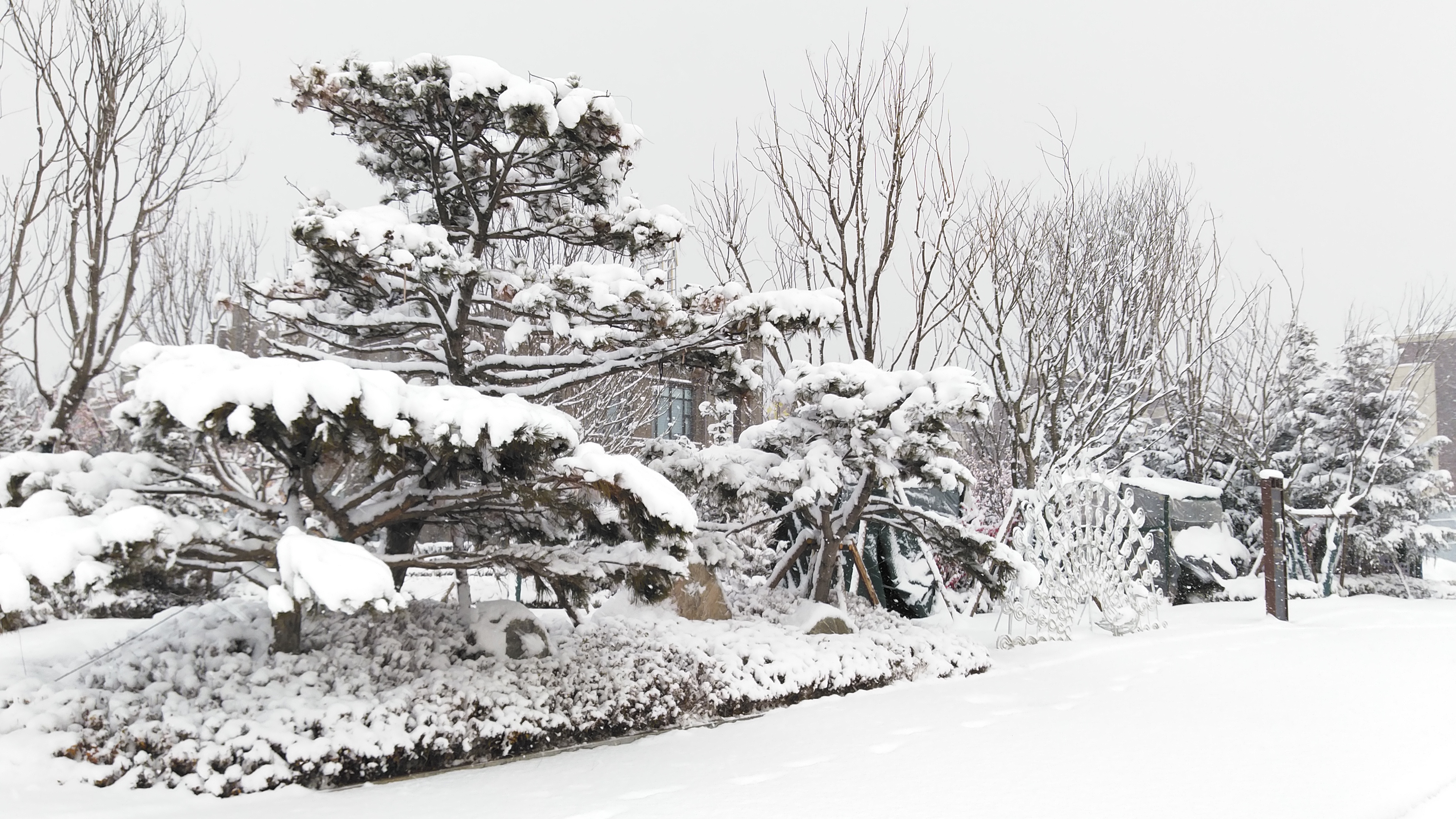 冬季应有的样子,烟台的雪