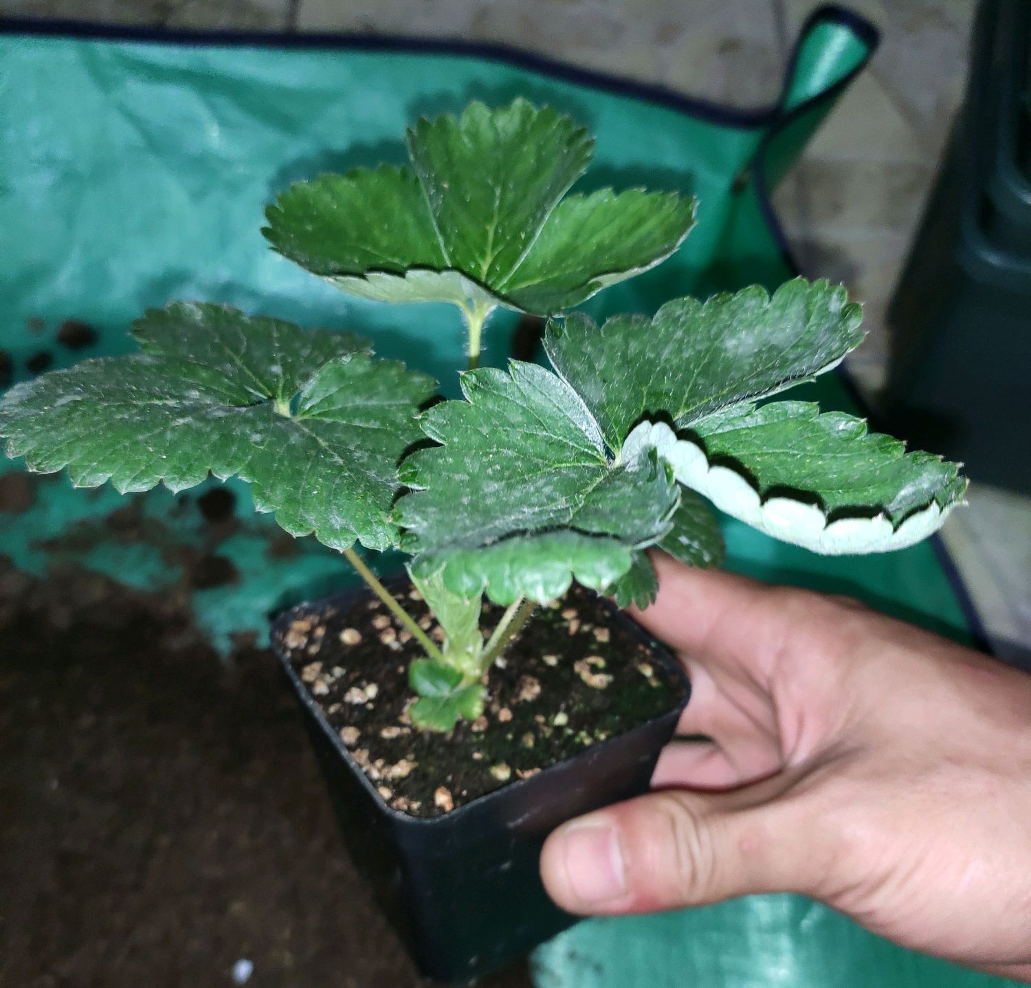 嫁接的草莓爆根了,趁着周末来移栽,累并快乐着,过年就喝草莓汁