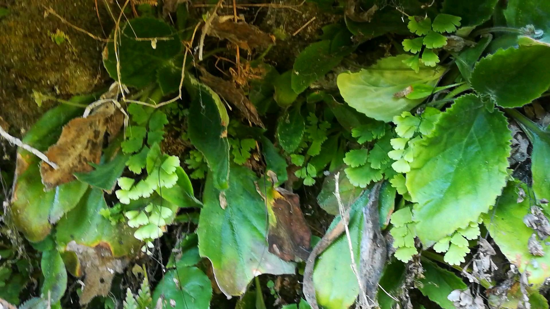 这种植物叫岩白菜,你们家乡有吗,一起来认识一下
