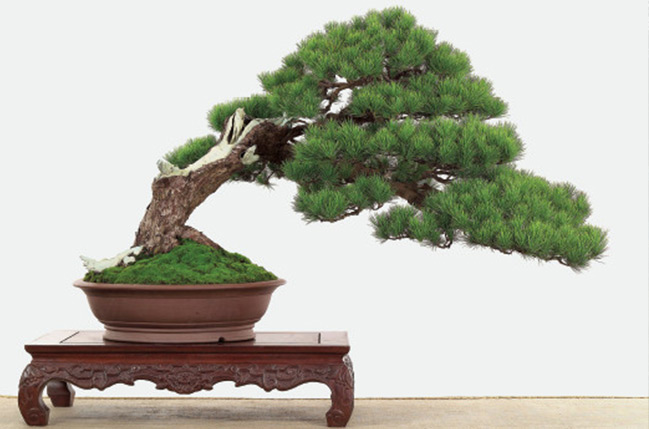 盆景欣赏:漫道无华争俏丽,长青更胜一时芳,长青树耐人寻味的美