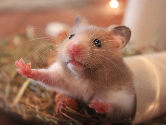 飼養熊類倉鼠可和飼養侏儒倉鼠不同,在飼養前需要做好心理準備