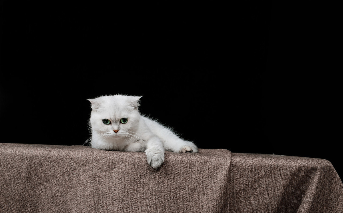 田园猫爱上了银渐层,渐层:我有男朋友,你走开