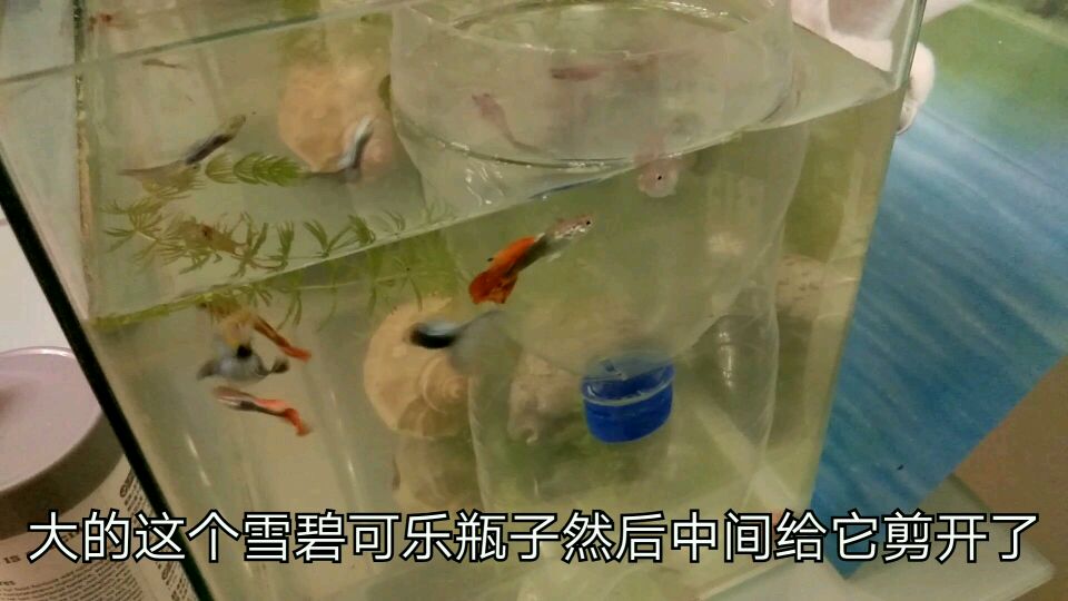 孔雀鱼缸自制产房不花一分钱,蓝孔雀已经生了两窝鱼