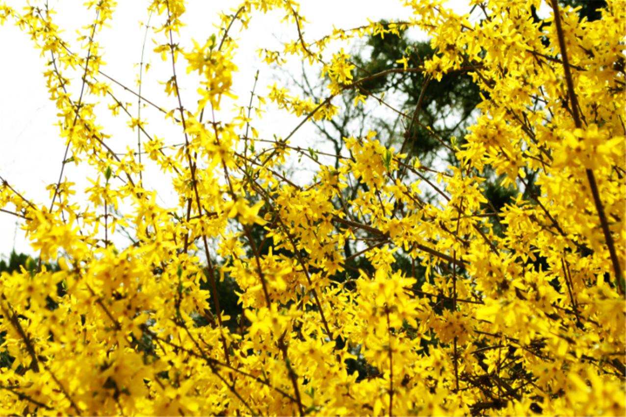 迎春花喜欢酸性土壤,温度越高花期越短,它还具有很多