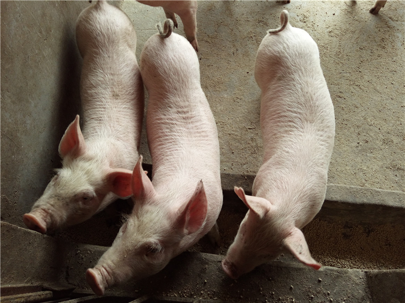提高大约克夏猪肉质需注意哪些环节,幼猪初期管理很关键