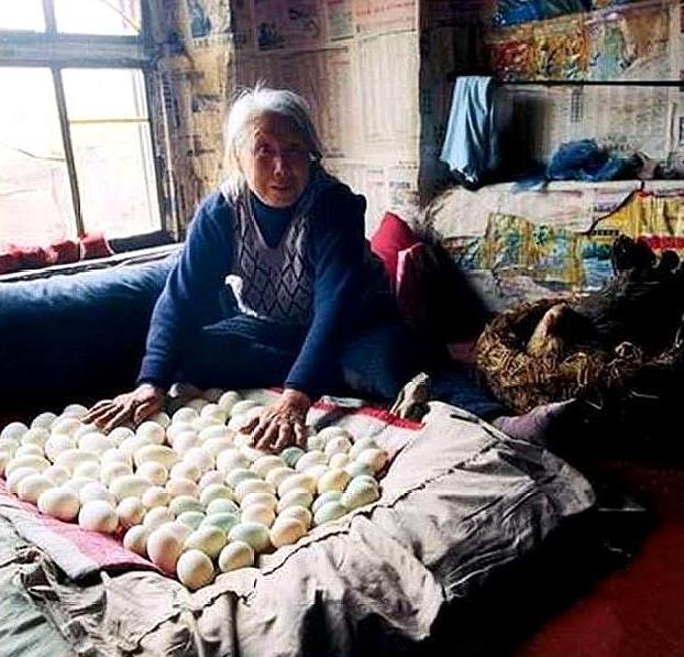 80年代罕见老照片:东北人在热炕上孵化小鸡,前门大街