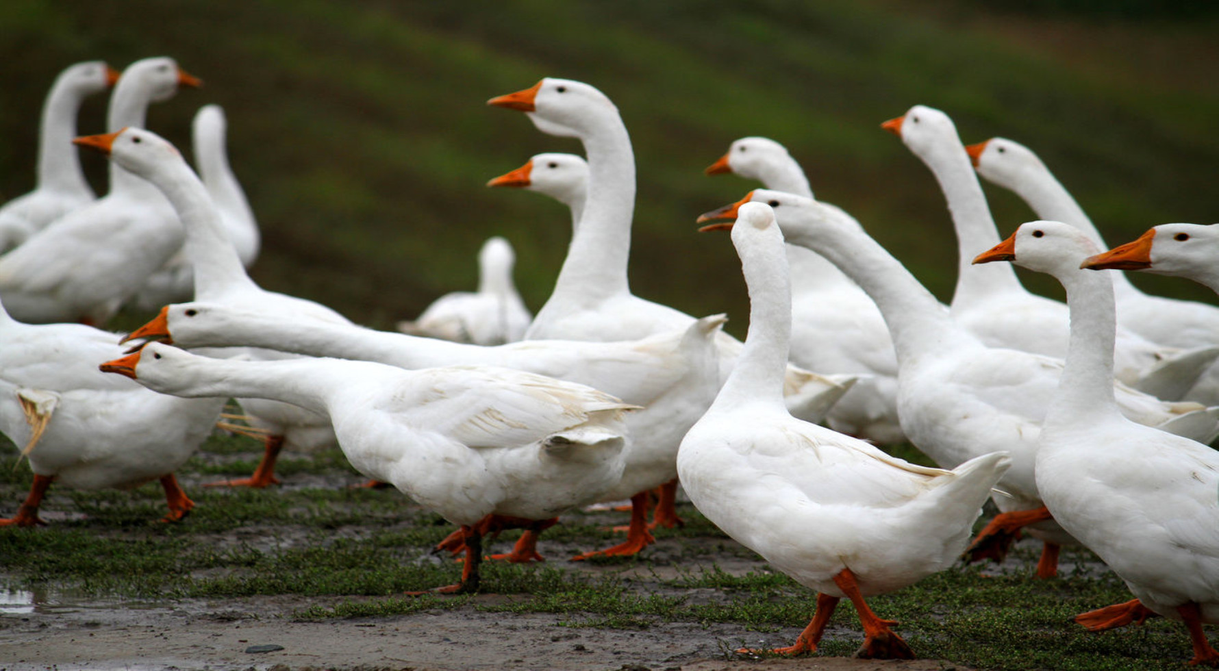 农业养殖:养鹅户,鹅舍的注意事项