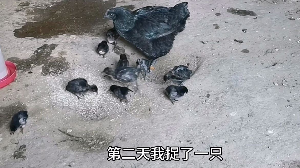 农村小伙用老母鸡孵蛋,还耍技术流氓,这样大家都好