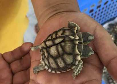 泰国现罕见连体龟双头双尾,当地人奉为"招财童子"