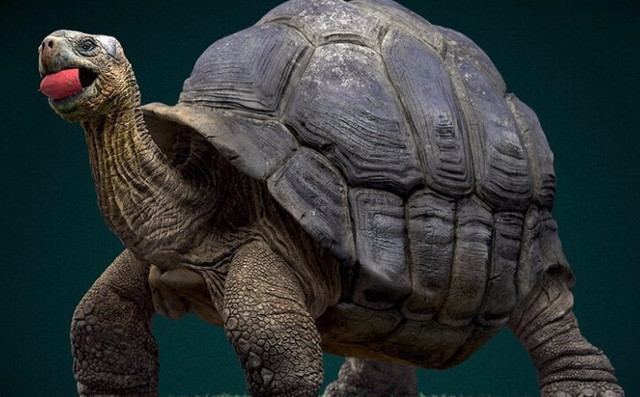 世间五大老不死的动物,最后一个竟然被科学家不小心杀了