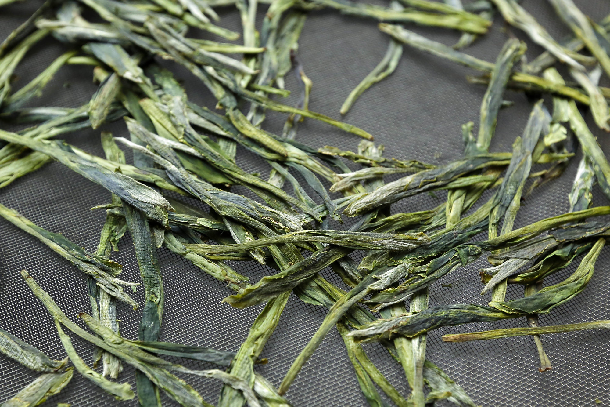 安徽黄山:太平猴魁开园采摘