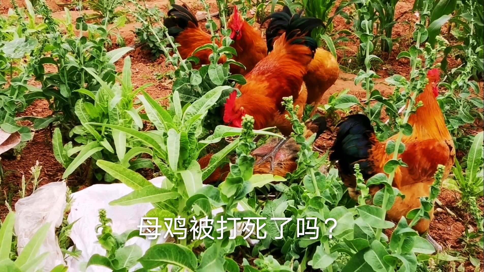 心有不忍!菜地5只公鸡围着一只母鸡打,母鸡背上毛都没了