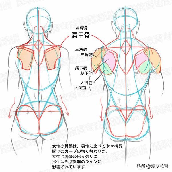 零基础如何学好人体结构?正确掌握男女背部区别画法!(二)