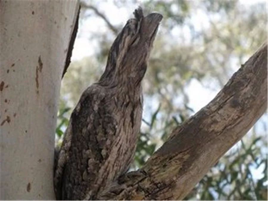神奇动物在哪里?蒲绒绒原型:飞行的表情包