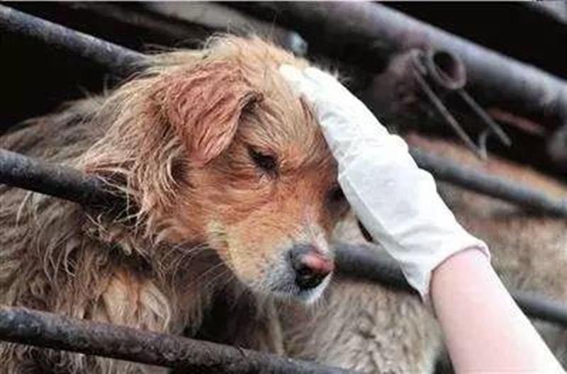 心疼!小夥丟失愛犬,找到時已成冰凍肉塊,殺狗者:吃了治哮喘