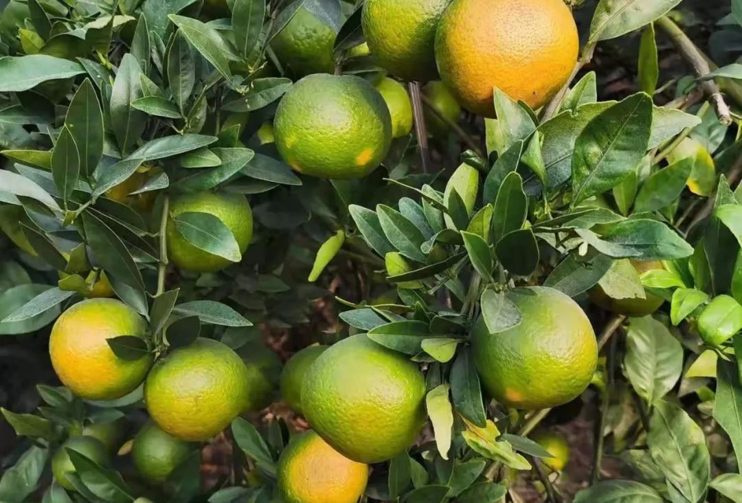 蕉柑是汕头市具有地方特色的水果品种,诉说着乡村振兴的喜悦之情