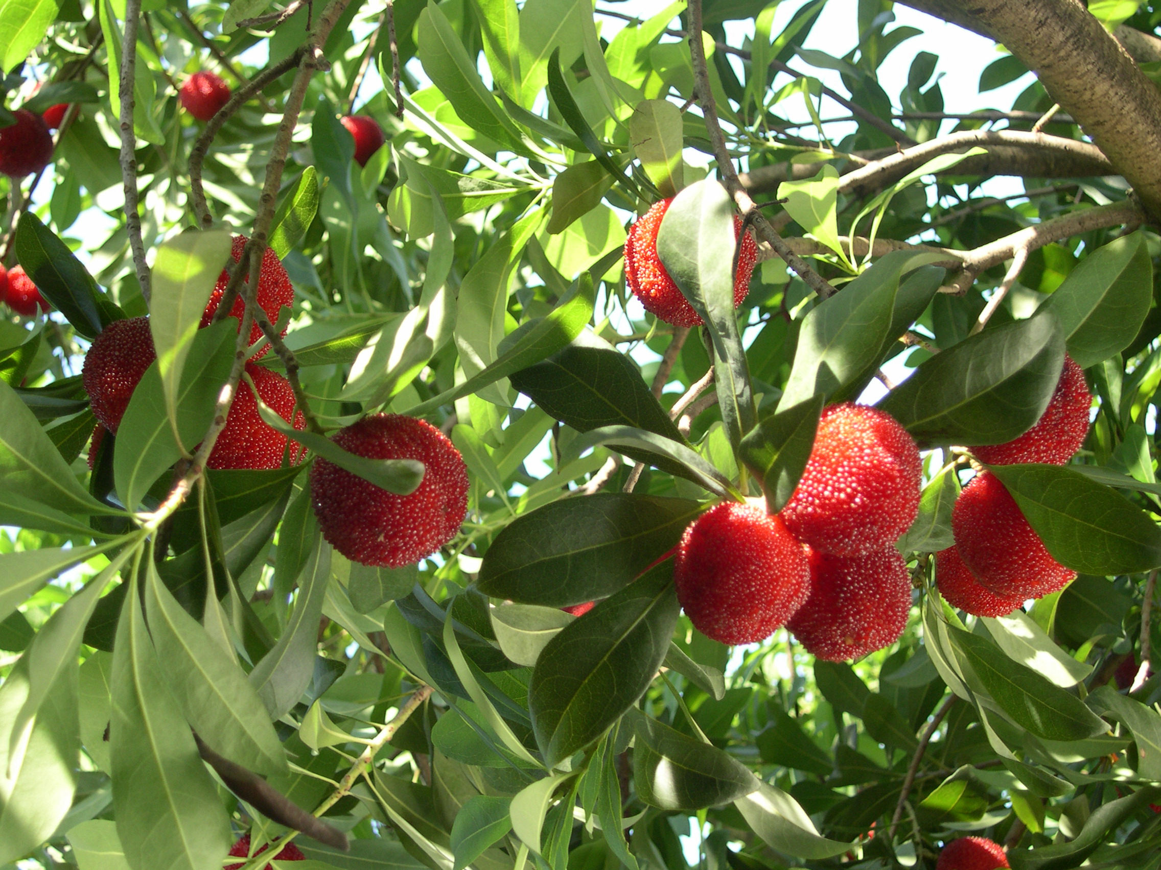 夏天里,来仙居,品"仙梅"
