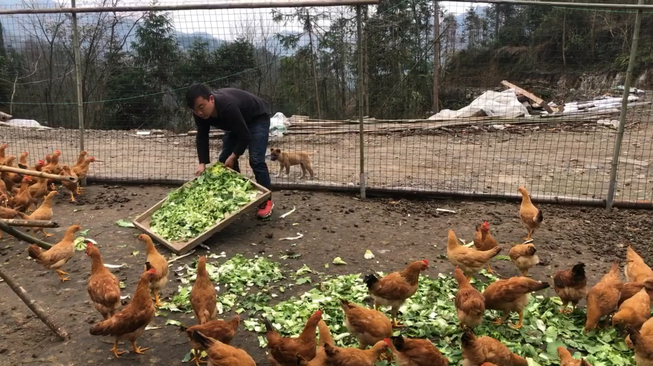 为了节省饲料天天给鸡喂白菜,这样喂出来的鸡肉口感肯定好