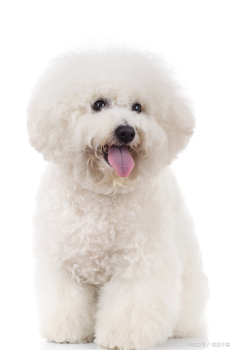 "比熊犬:法国的白色卷毛小精灵,家庭宠物的理想选择"