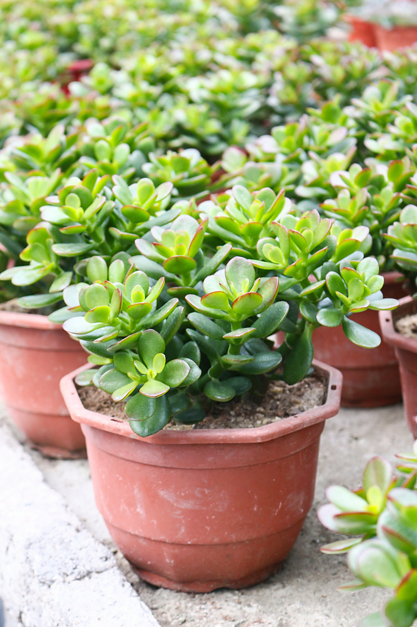 玉树施什么肥料最好?