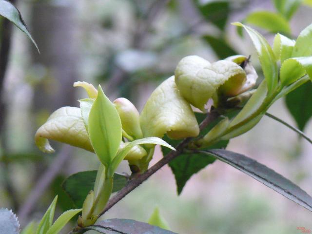 山里小孩最爱的"茶耳",口感香甜松脆,有谁认识吗?
