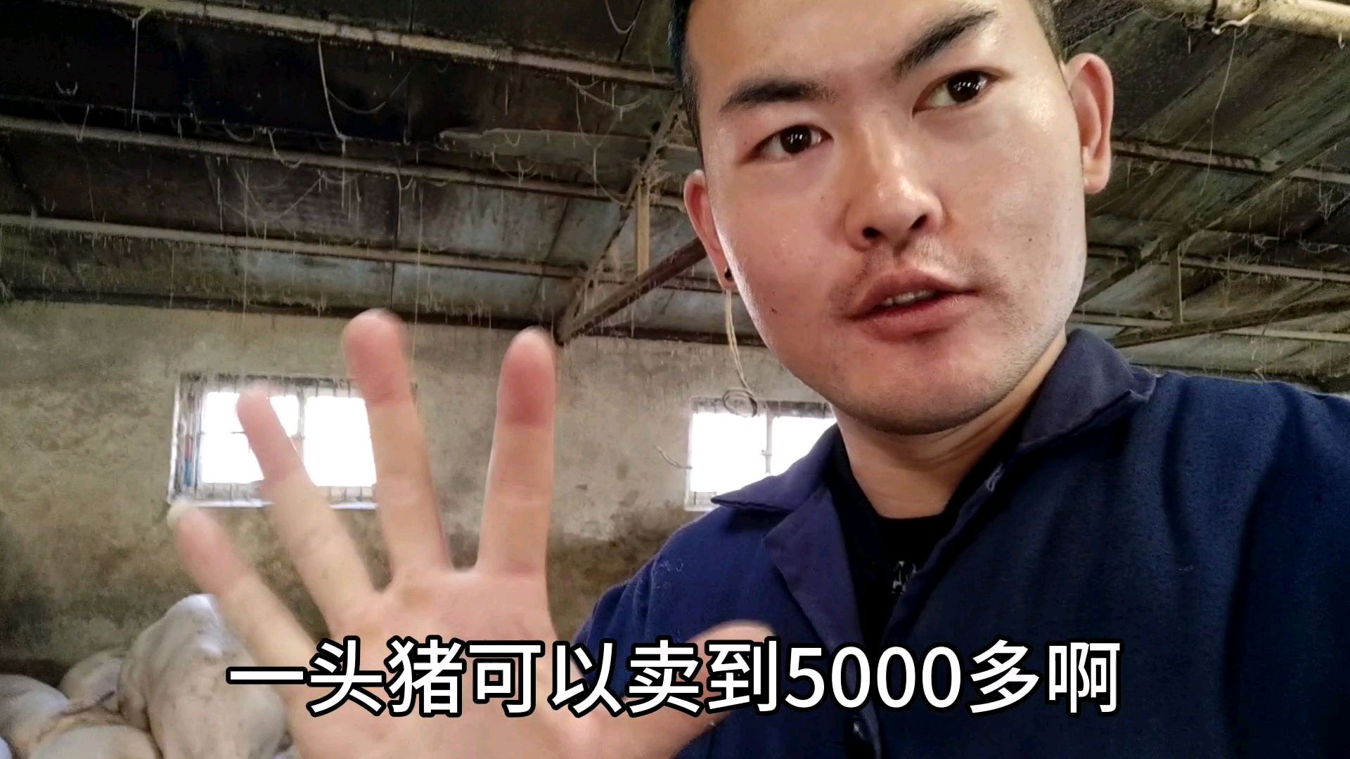 一头猪可以卖5000块钱?这是什么品种 适不适合新手养殖