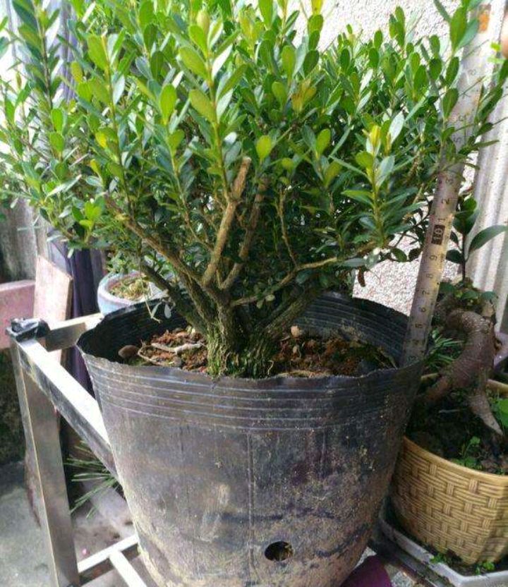 另一个是 锦熟黄杨,为常绿灌木或小乔木,小枝密集,四棱形;叶椭圆形至