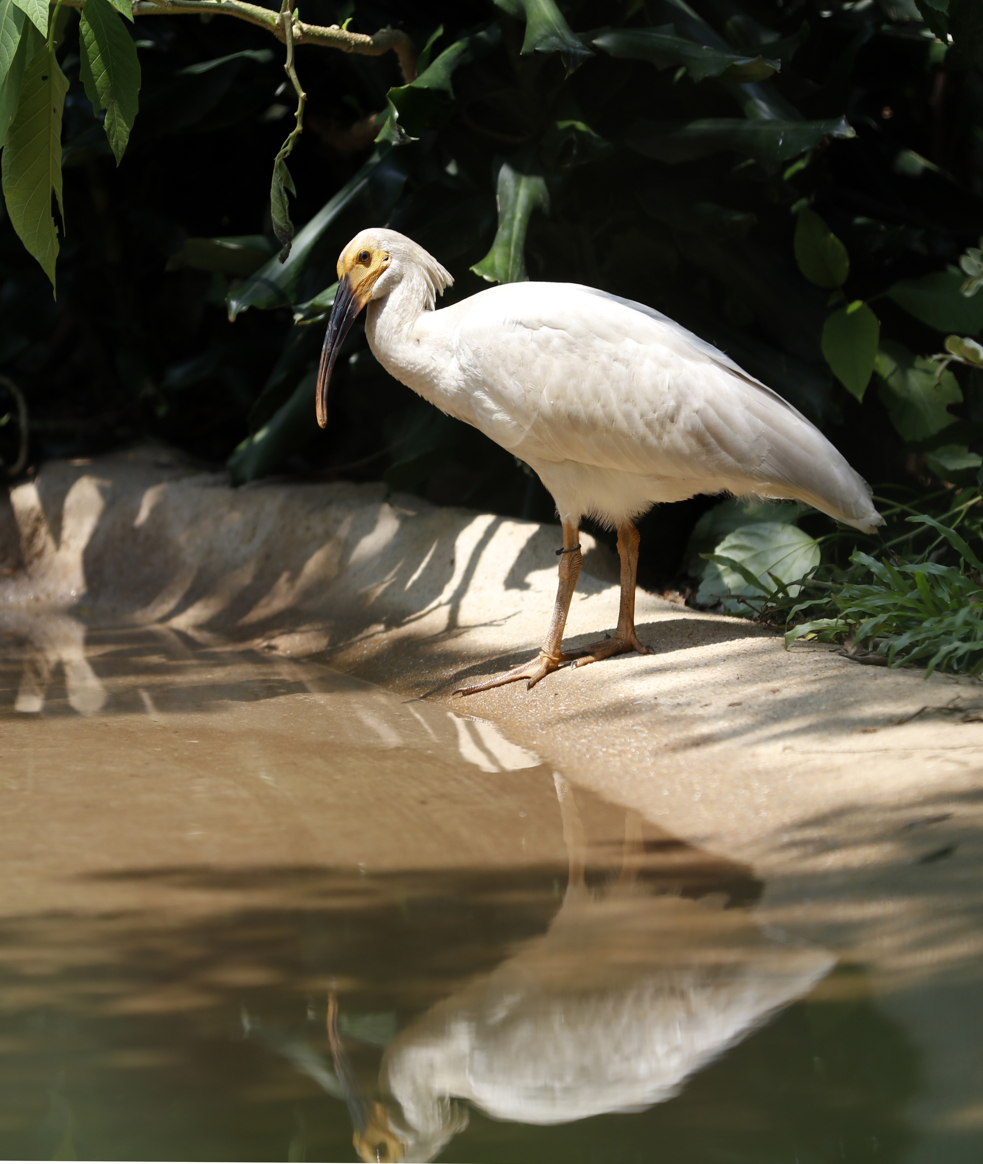 8只朱鹮幼鸟亮相广东(2)