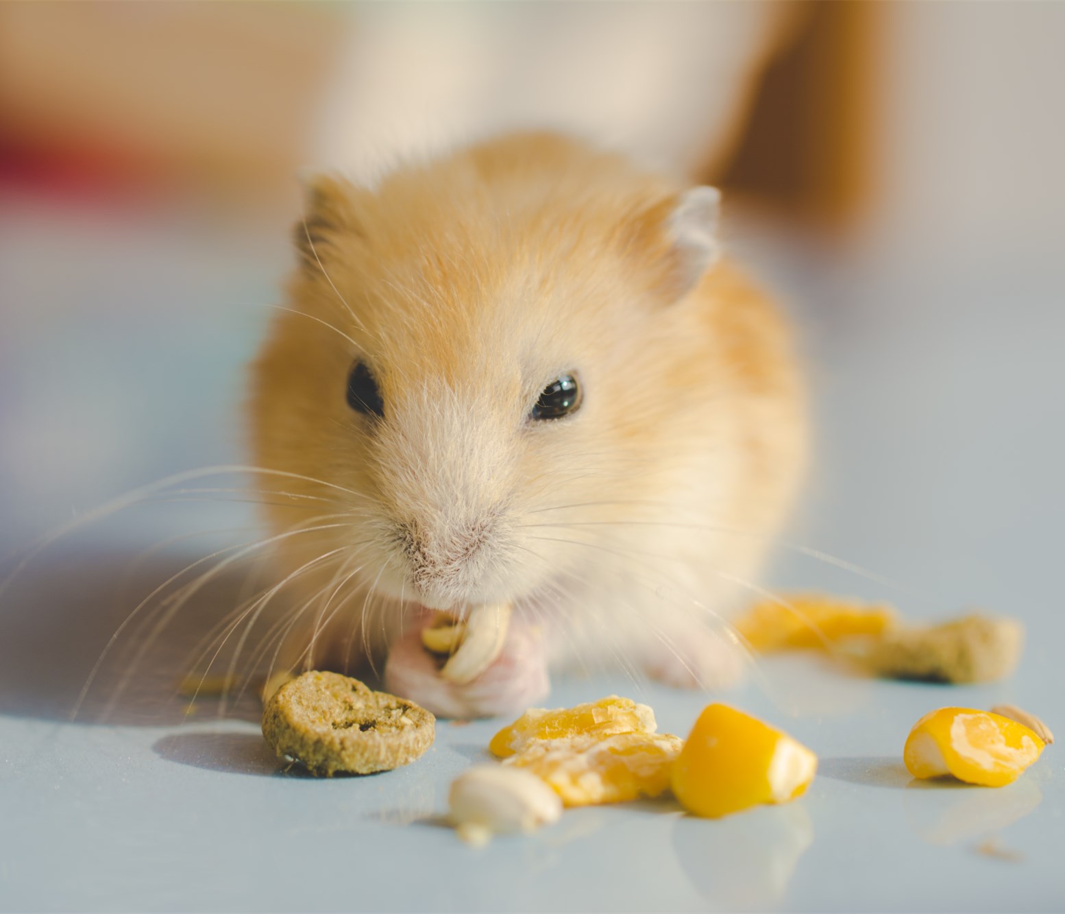 部分品种的仓鼠因为和人亲近,已成为近年流行宠物,仓鼠不仅是夜性性
