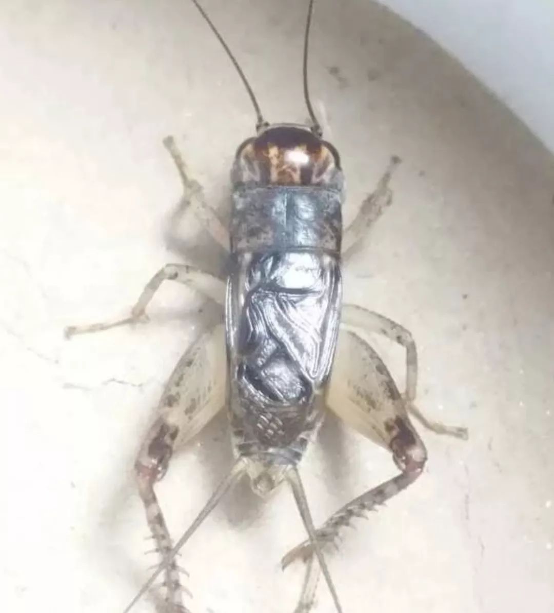 蟋蟀鉴赏:河南红牙黄