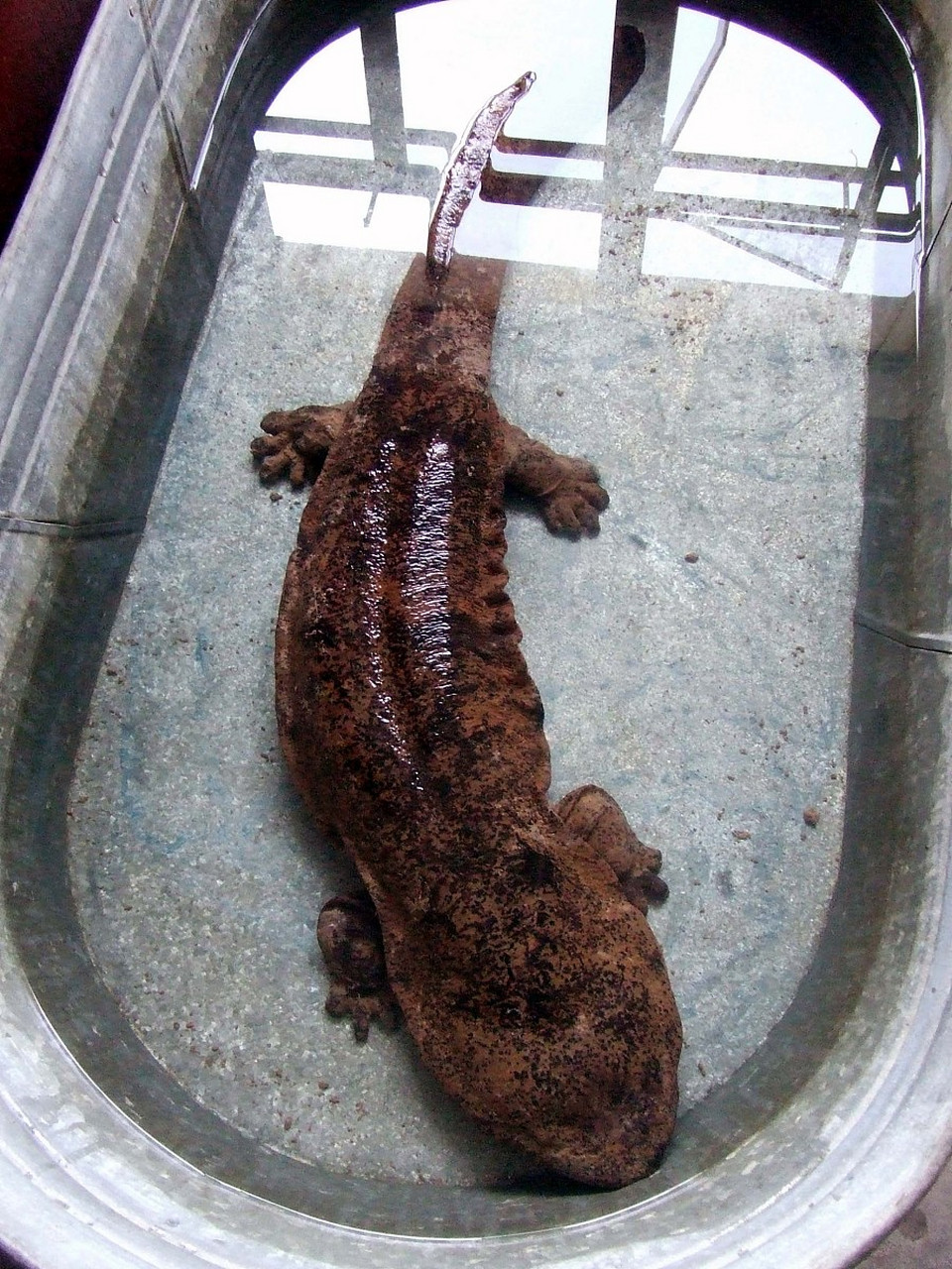 娃娃鱼是原产于南美洲的淡水鱼,属于鲶形目鲶科,最大特点是嘴巴像吸盘