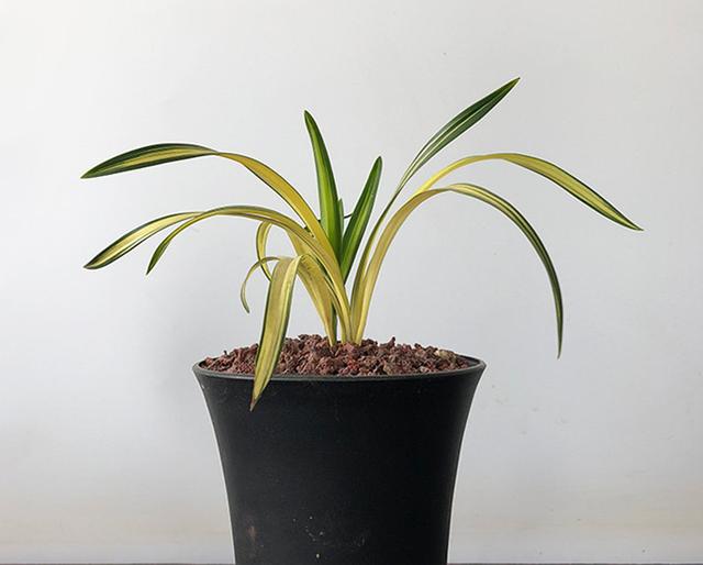 春兰中叶艺最高端的品种,叶片黄金中透,属矮种兰花中的铭品