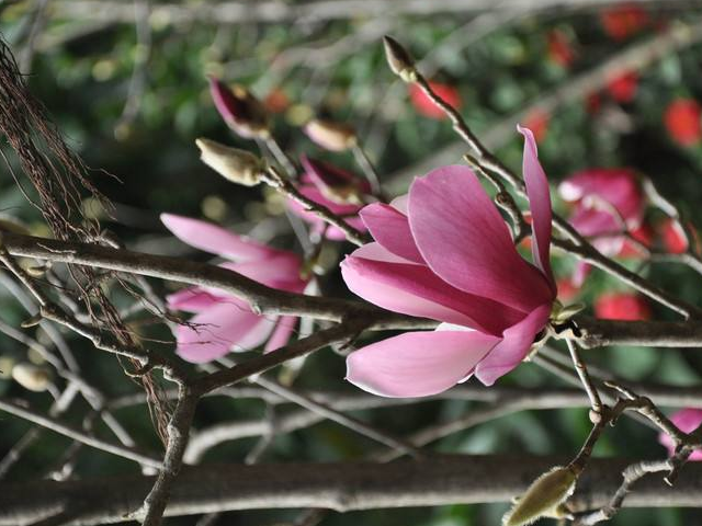 南花北养怎么办,看了这篇文章,你就知道