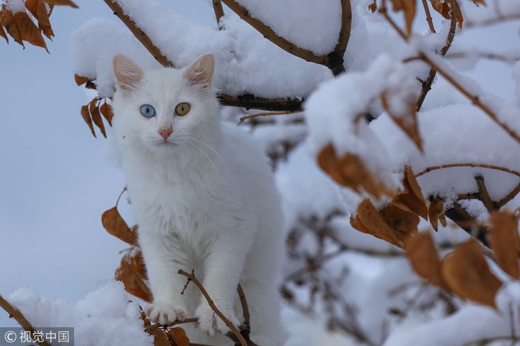 土耳其梵猫立枝头似一团白雪 猫雪傻傻分不清楚