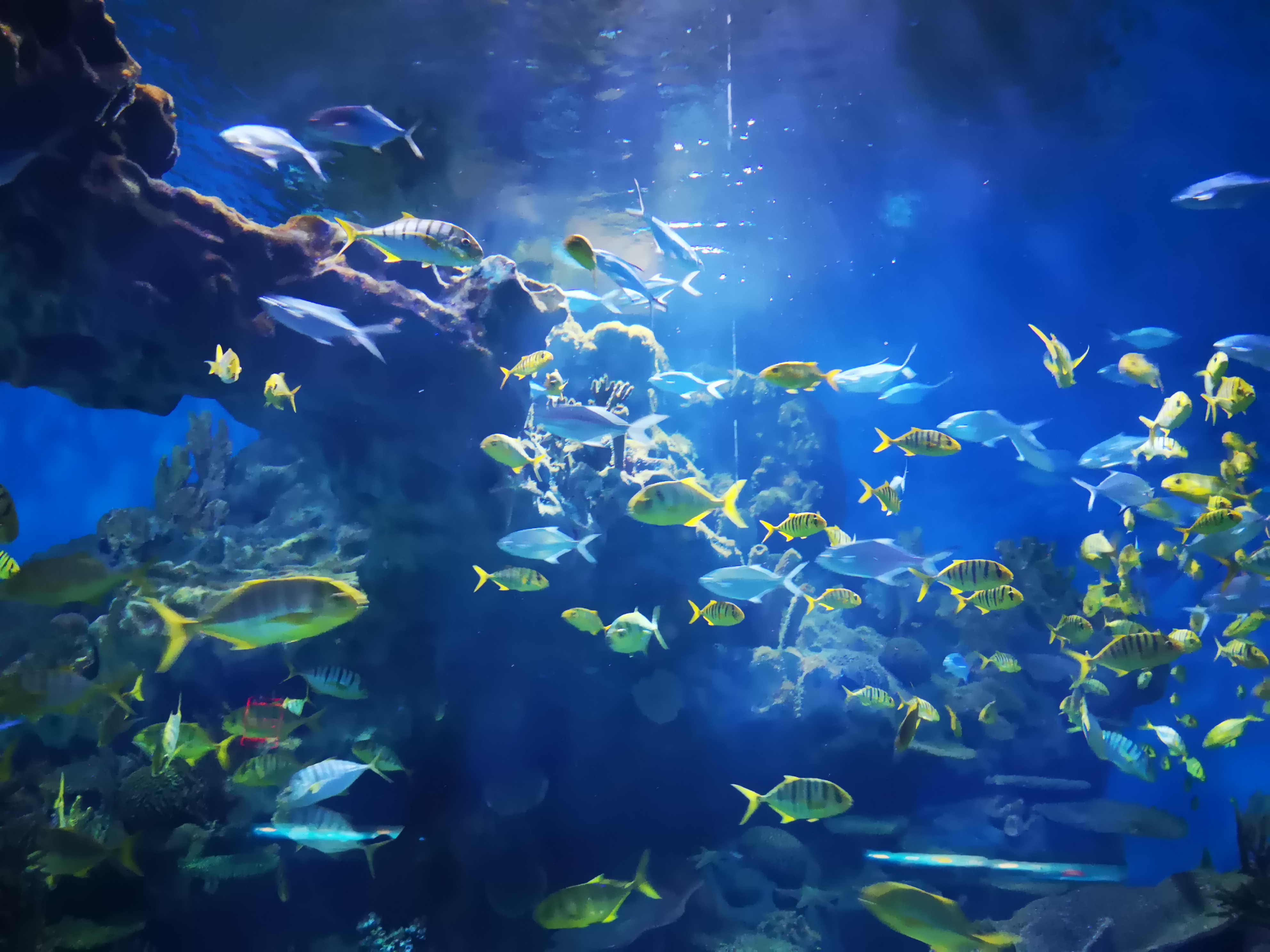 不是小朋友也可以拥有海洋公园——武汉海昌极地海洋公园一日游