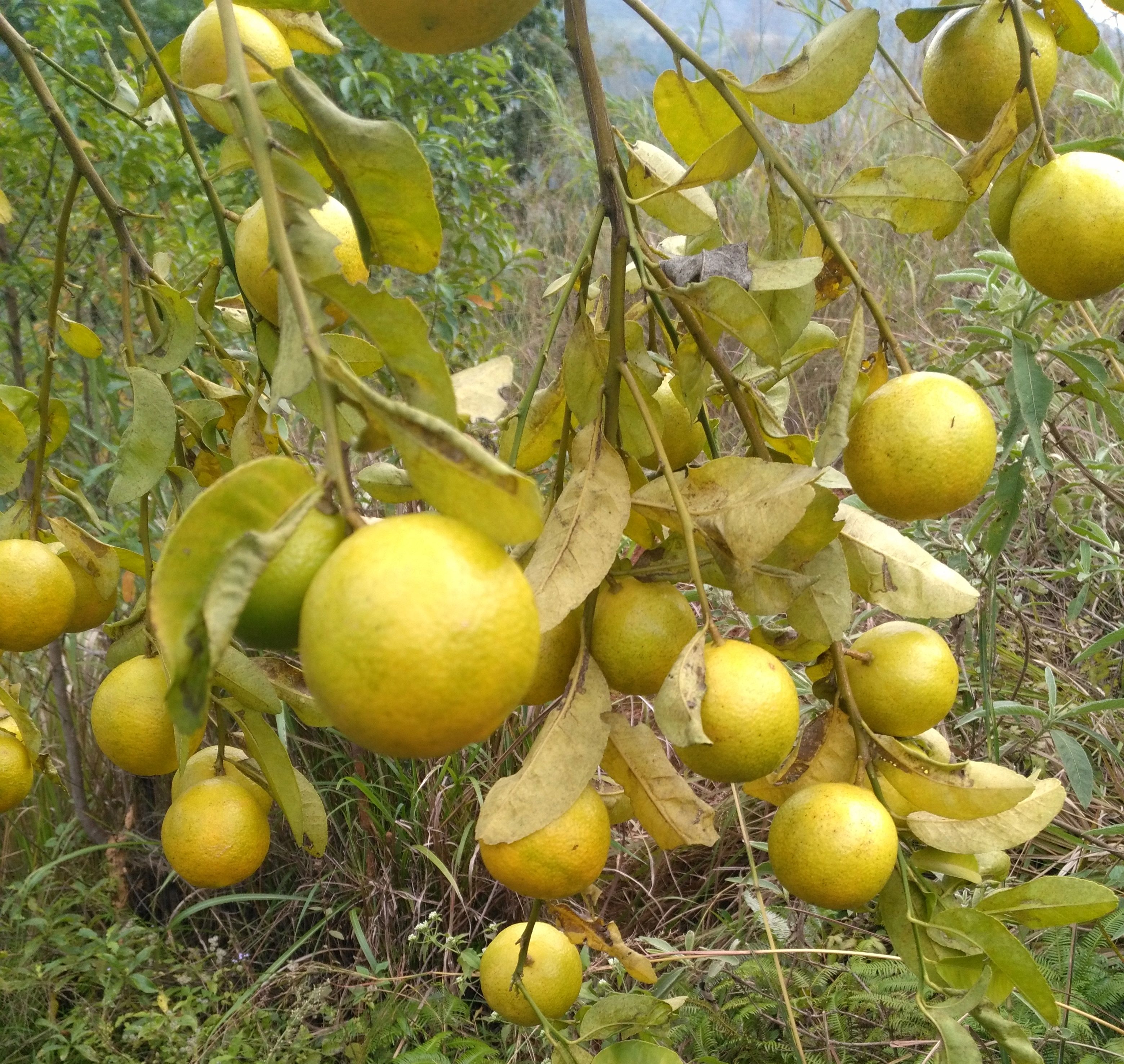 你吃过野生柠檬吗?野生柠檬是什么样子的?