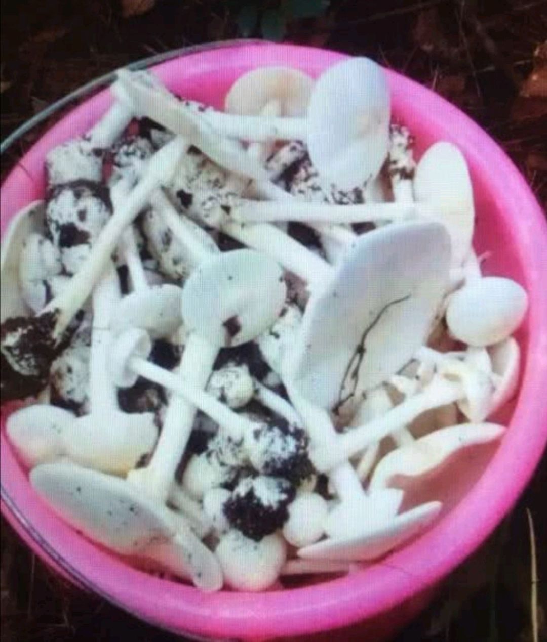 中毒达103例!四川广元老年夫妇食用野生菌后,双双中毒身亡