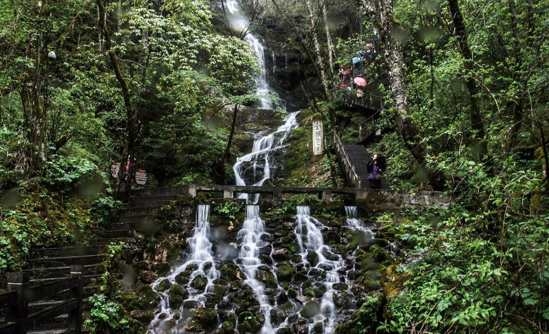 神农架大龙潭金丝猴研究基地观测点附近有个相对稳定的种群,是由5个