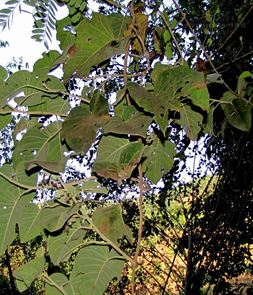 聚花白鹤藤你真的了解吗?聚花白鹤藤知识科普