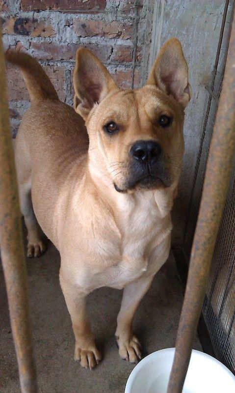 中国最贵的三大狗,中华田园犬碾压秋田犬,第一竟比大熊猫还少?