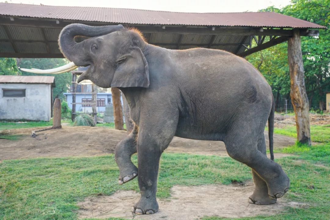 结伴友 | 我的宠物是大象:影帝刘青云成了大象的爸爸?