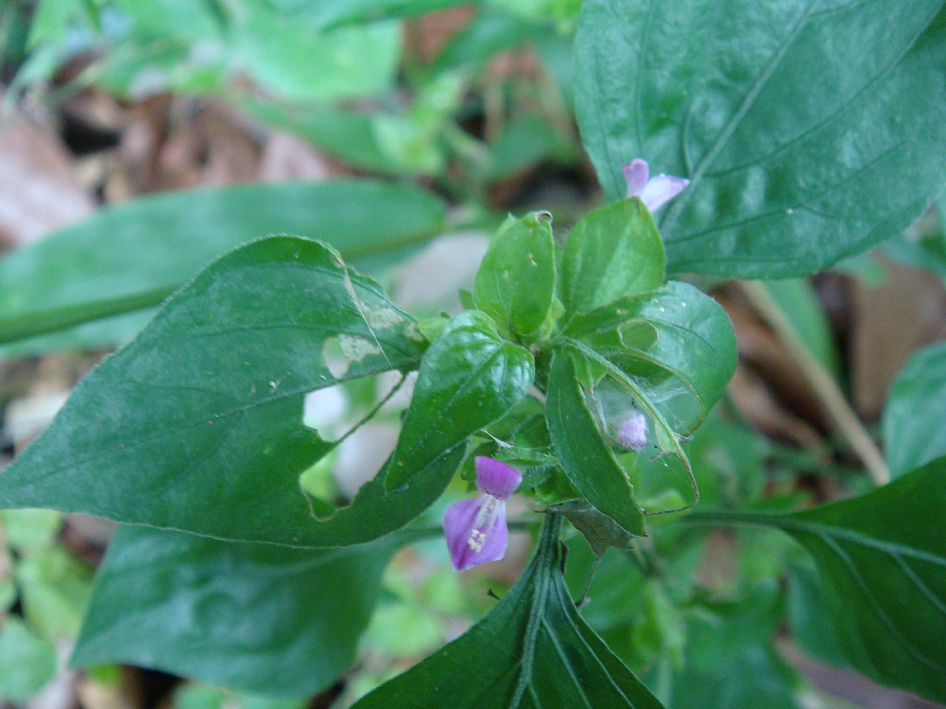 将这种草晒干浸泡半个小时后煎水一个小时,能够舒缓颈椎不适!