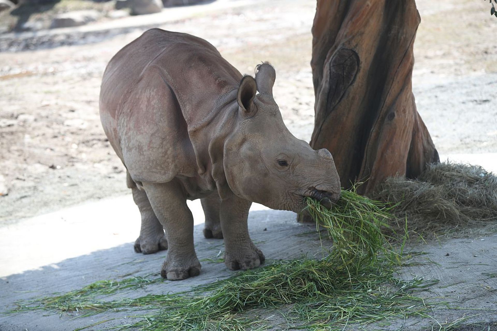 小犀牛真可爱,爱吃黄瓜和蔬菜.#动物趣图